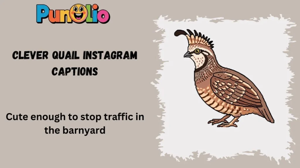 Clever Quail Instagram Captions
