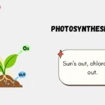 Photosynthesis Puns